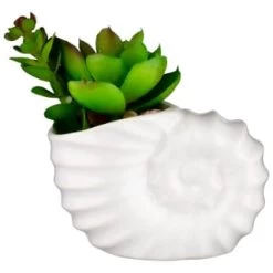 B&M Scandi Shore Small Shell Succulent -Home Improvement Store 380110 small shell succulent