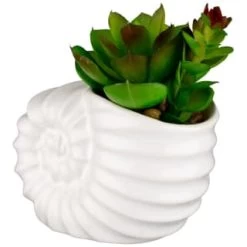 B&M Scandi Shore Small Shell Succulent -Home Improvement Store 380110 small shell succulent 3