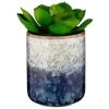 B&M Scandi Shore Succulent 2 B&M Scandi Shore Succulent -Home Improvement Store 380125 scandi succulent