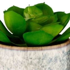 B&M Scandi Shore Succulent -Home Improvement Store 380125 scandi succulent 2