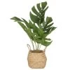 B&M Cheese Plant In Seagrass 2 B&M Cheese Plant In Seagrass -Home Improvement Store 380244 cheese plant in seagrass pot