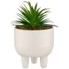 B&M Scandi Shore Succulent In White Pot -Home Improvement Store 380696 succulent in white pot
