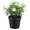 Bloom Daisies In Pot - White -Home Improvement Store 392825 daisies in pot yellow