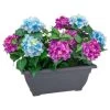 Bloom Basic Window Box - Hydrangea 1 Bloom Basic Window Box - Hydrangea -Home Improvement Store 392827 basic window box hydrangea