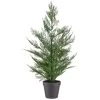 Bloom Conifer Tree In Plant Pot