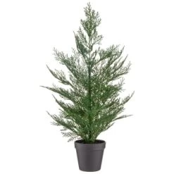 Bloom Conifer Tree In Plant Pot