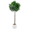 Bloom Premium Bay Tree 1 Bloom Premium Bay Tree -Home Improvement Store 392873 premium bay tree