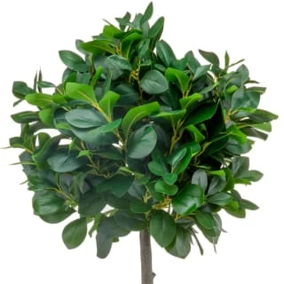 Bloom Premium Bay Tree 4 Bloom Premium Bay Tree - Image 2