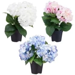 Bloom Hydrangea In Pot - Pink -Home Improvement Store 392961 hydrangea in pot group1
