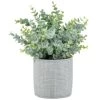 Bloom Eucalyptus In Cement Pot -Home Improvement Store 392965 eucalyptus in cement pot
