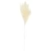 B&M Pampas Stem - Cream -Home Improvement Store 394382 pampas stem cream 2